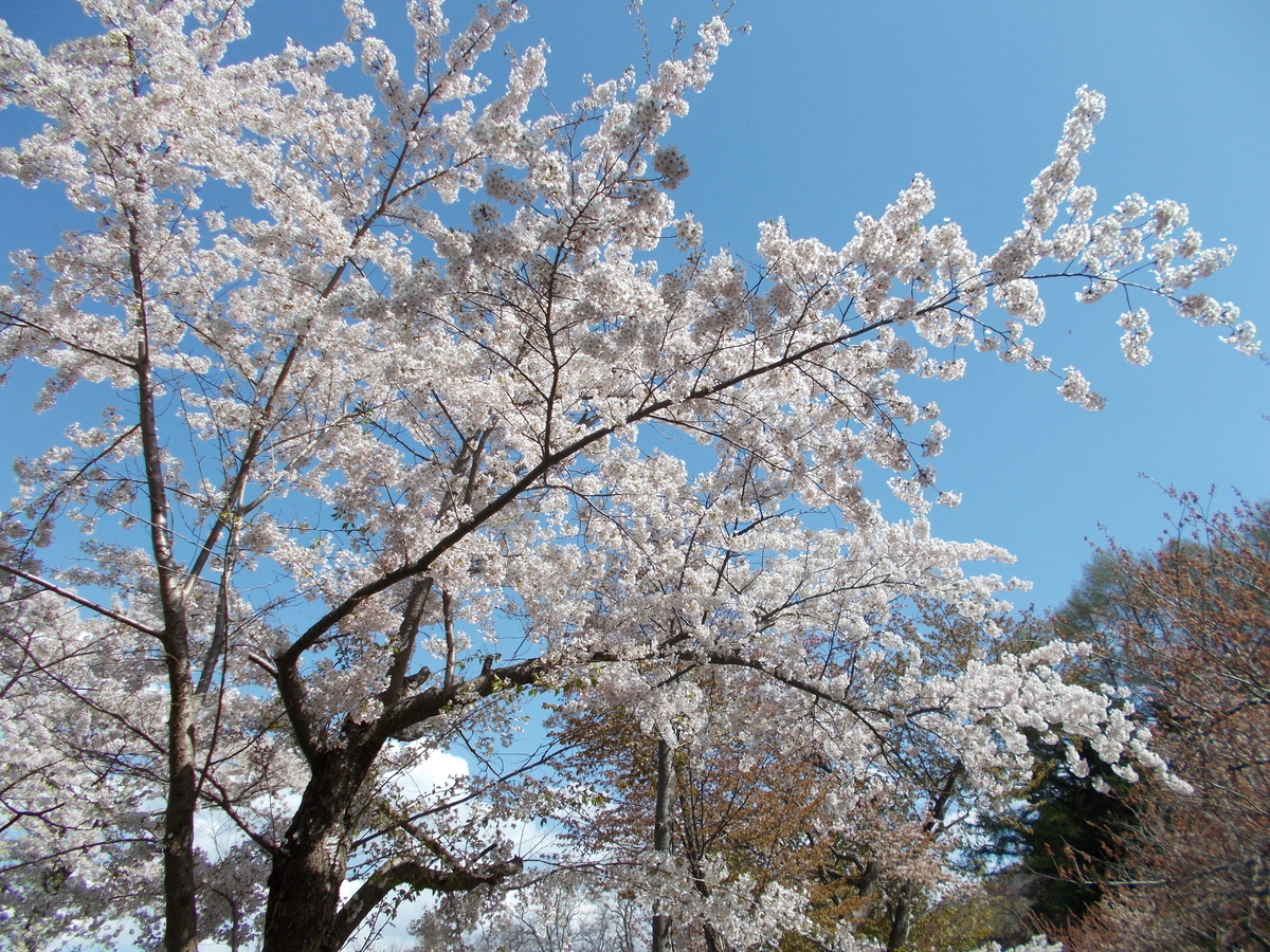 北海道神宮