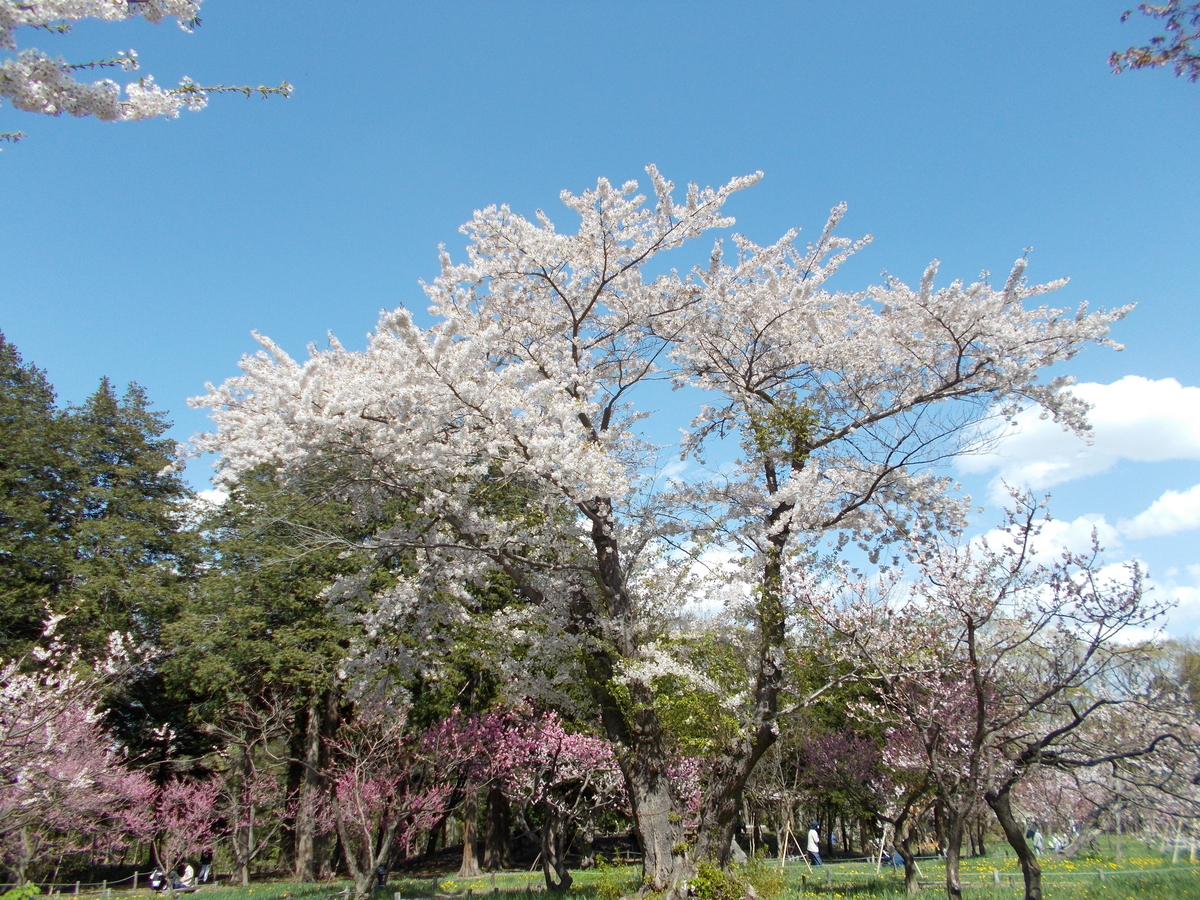 北海道神宮