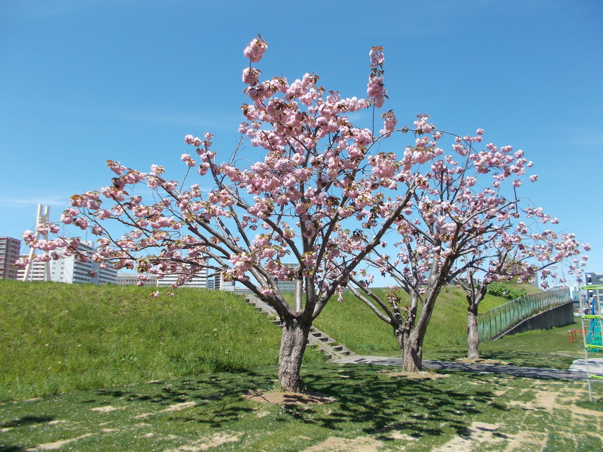 八重桜