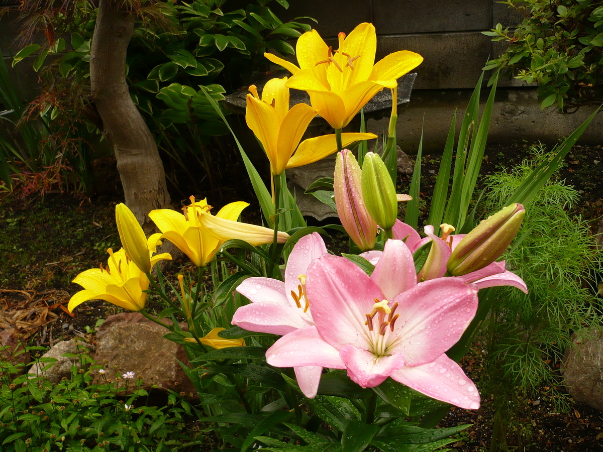 百合