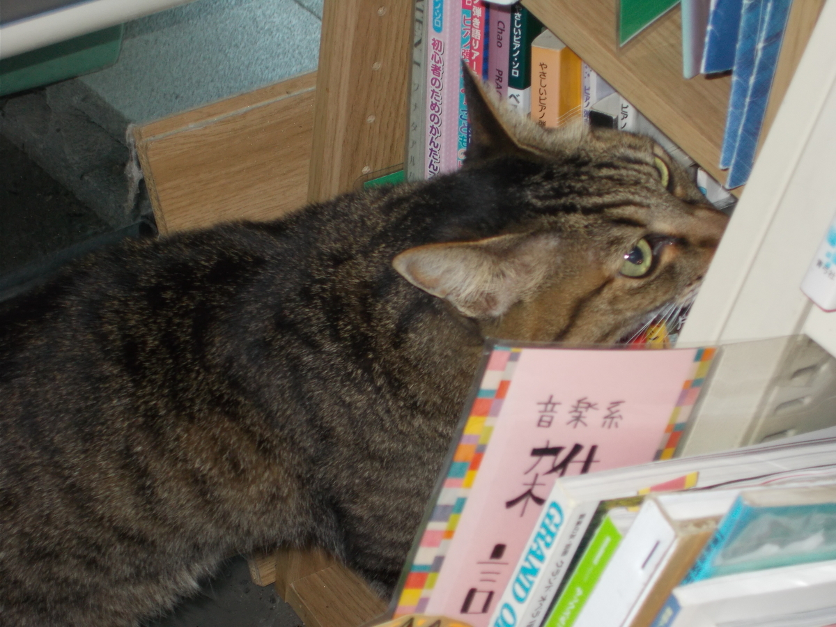 北十二条書店の猫