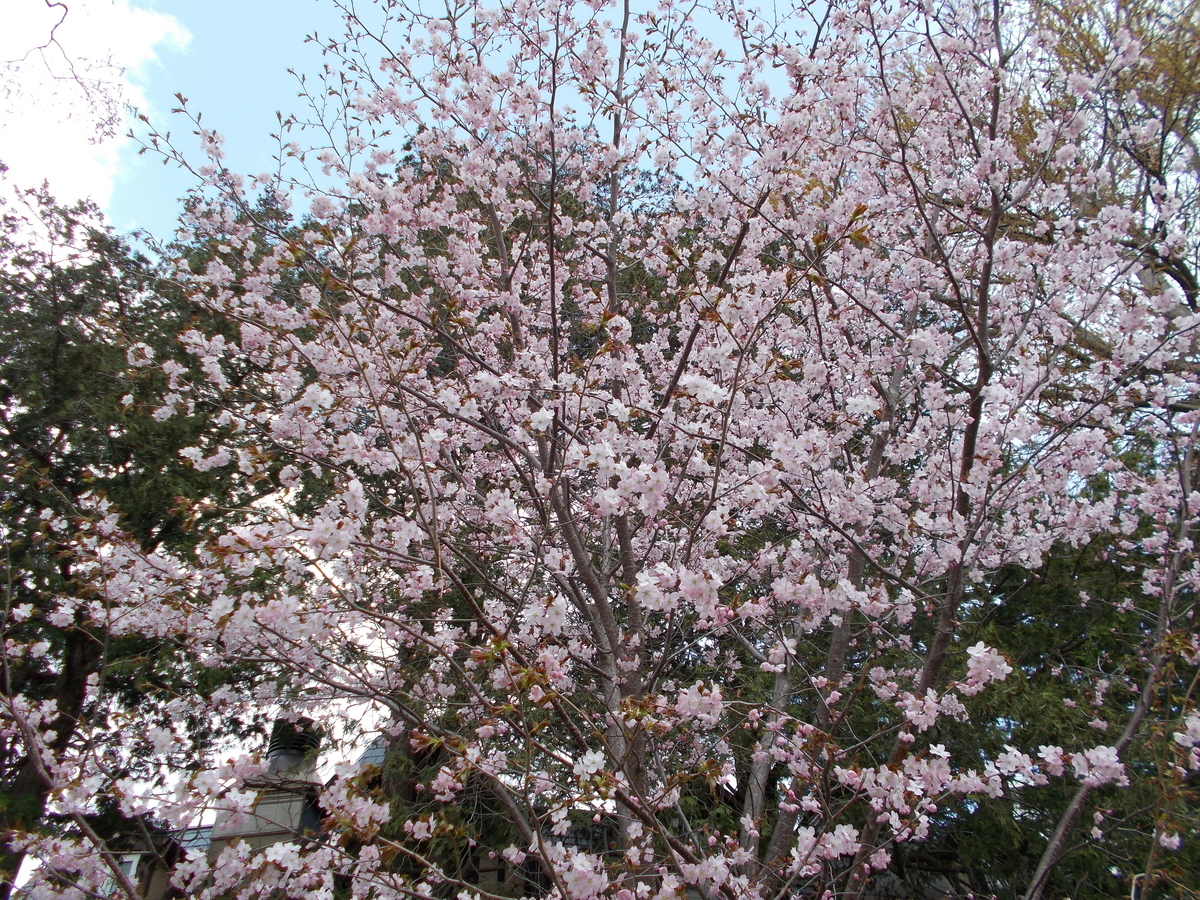 円山公園