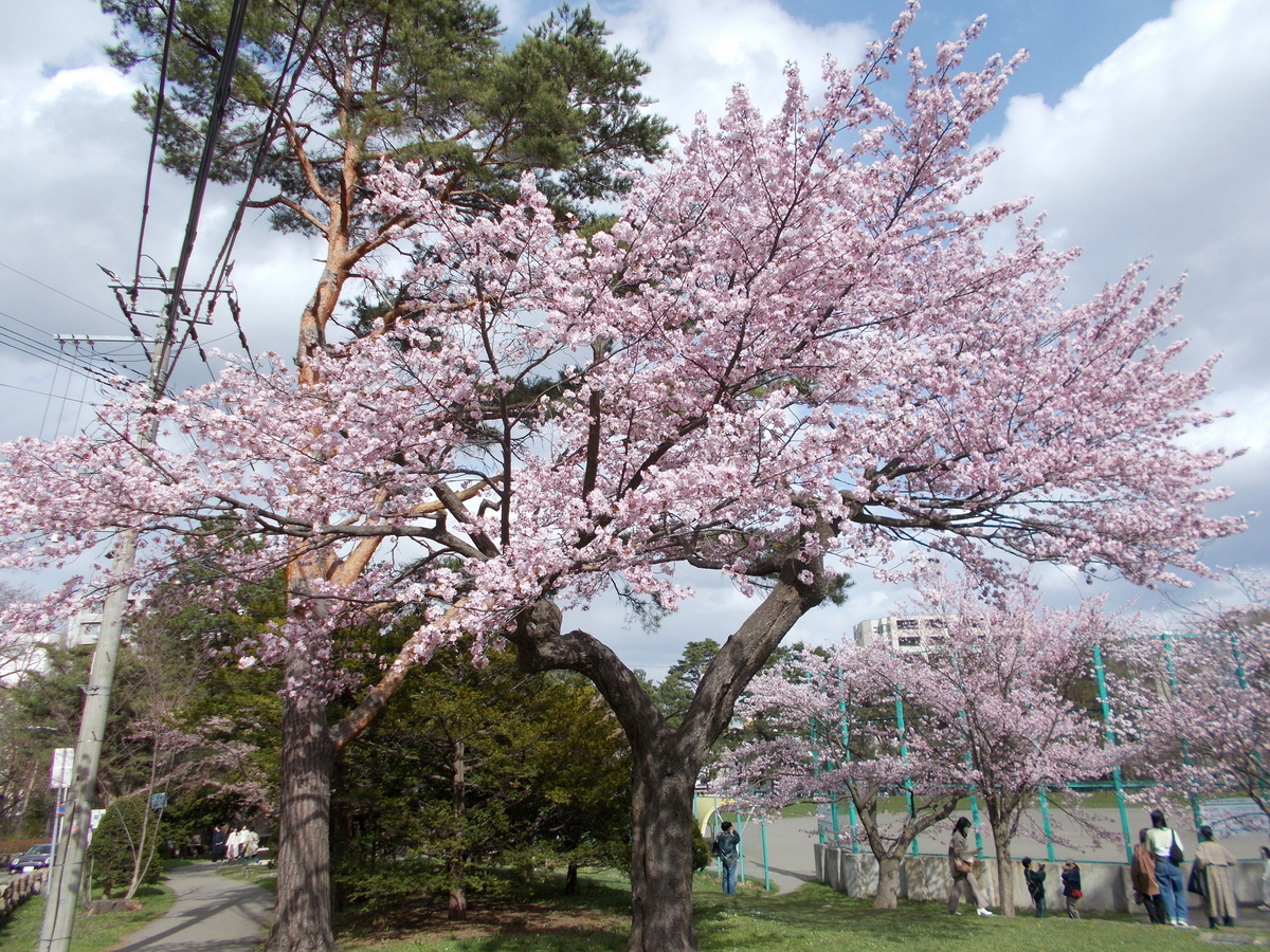 円山公園