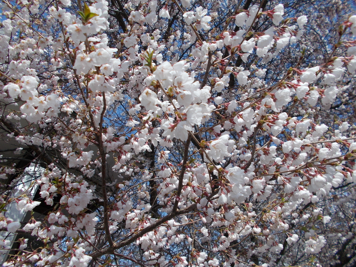 白い桜