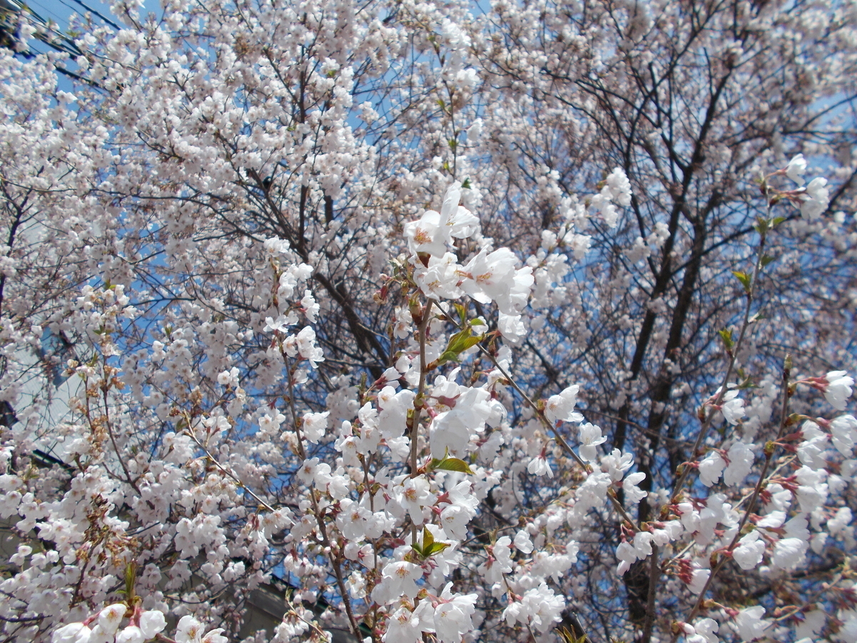 白い桜