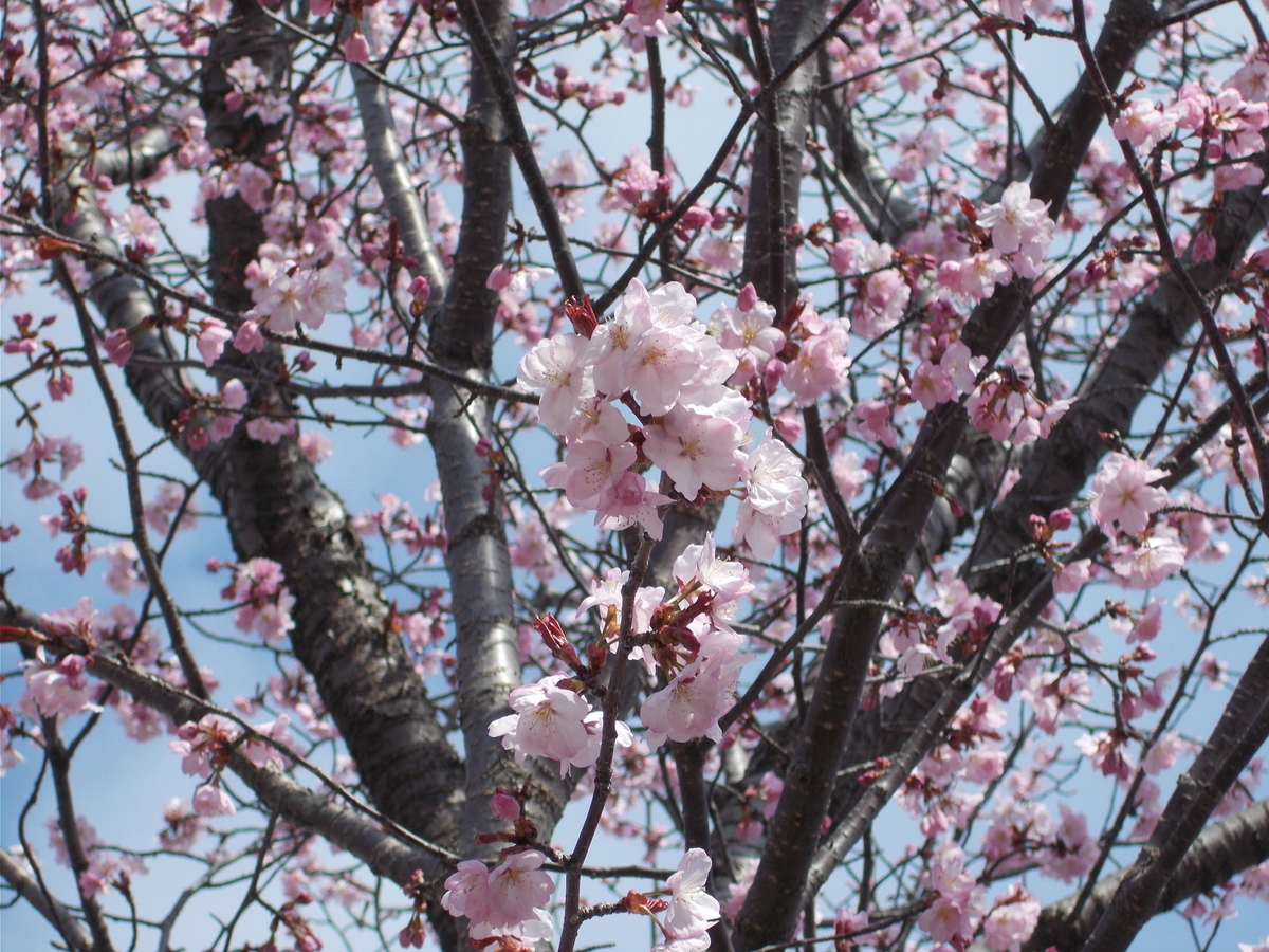 中の島かわら公園