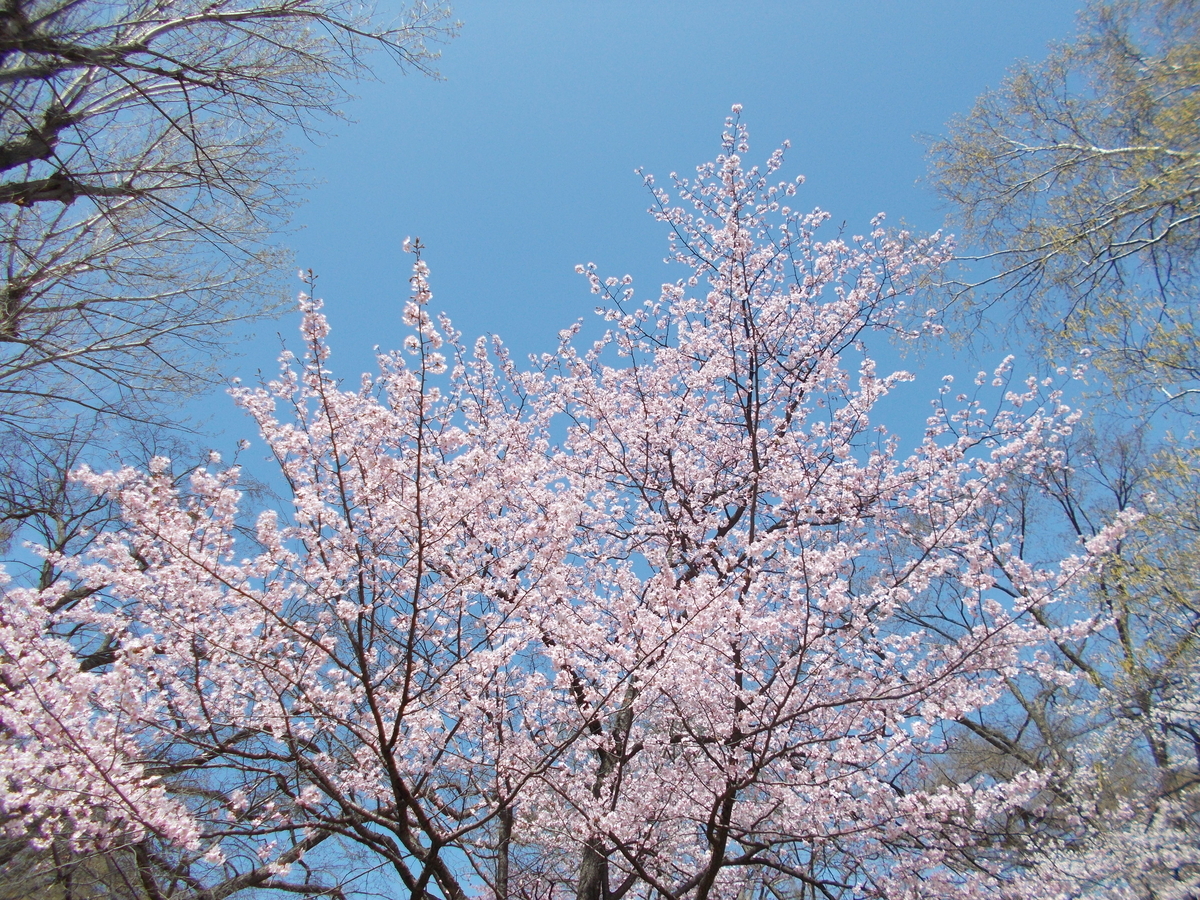 円山公園