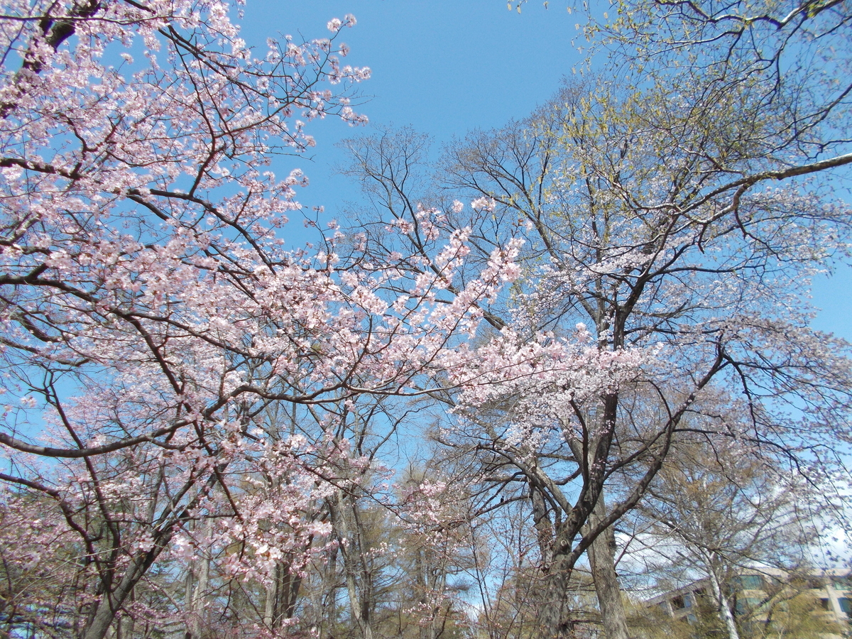 円山公園