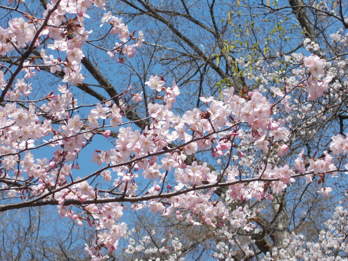 円山公園