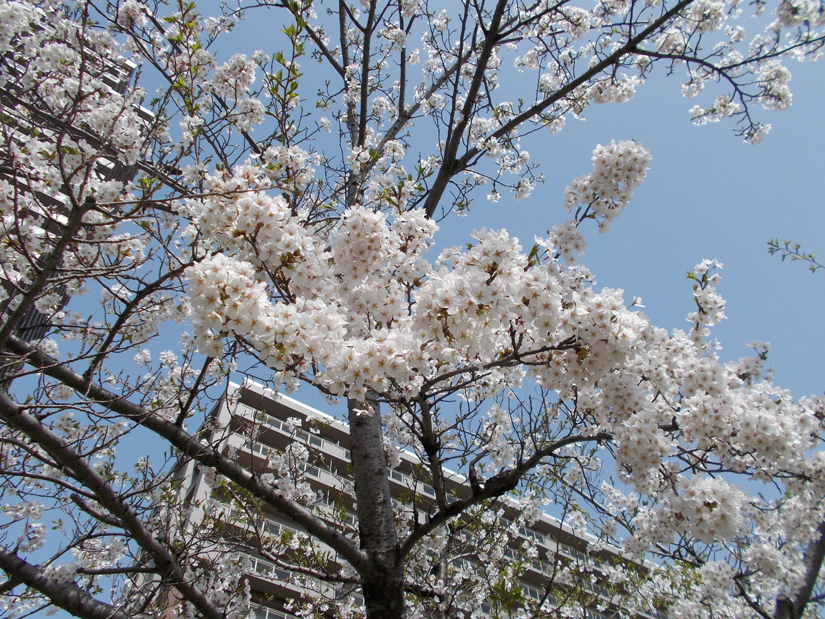 東札幌一条緑地