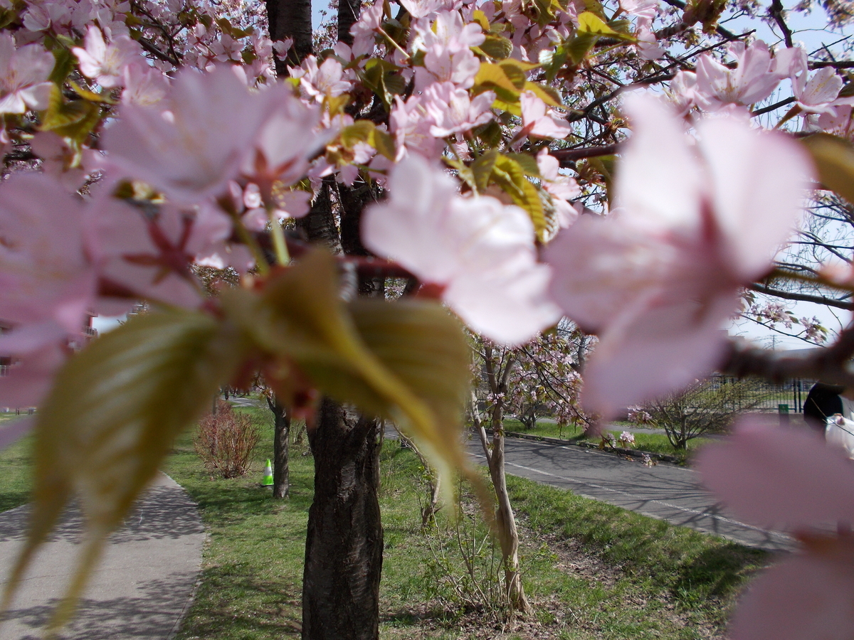 東札幌一条緑地