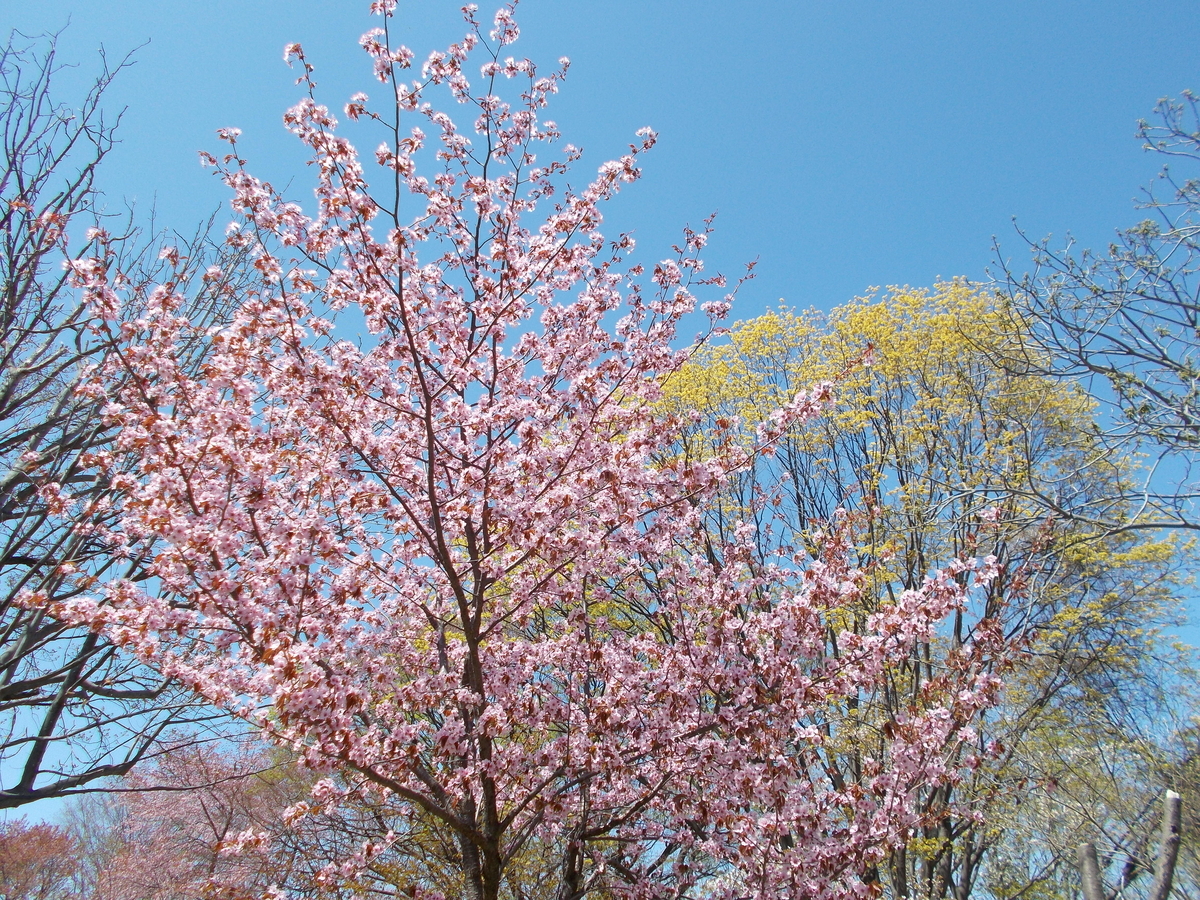 月寒公園こども広場