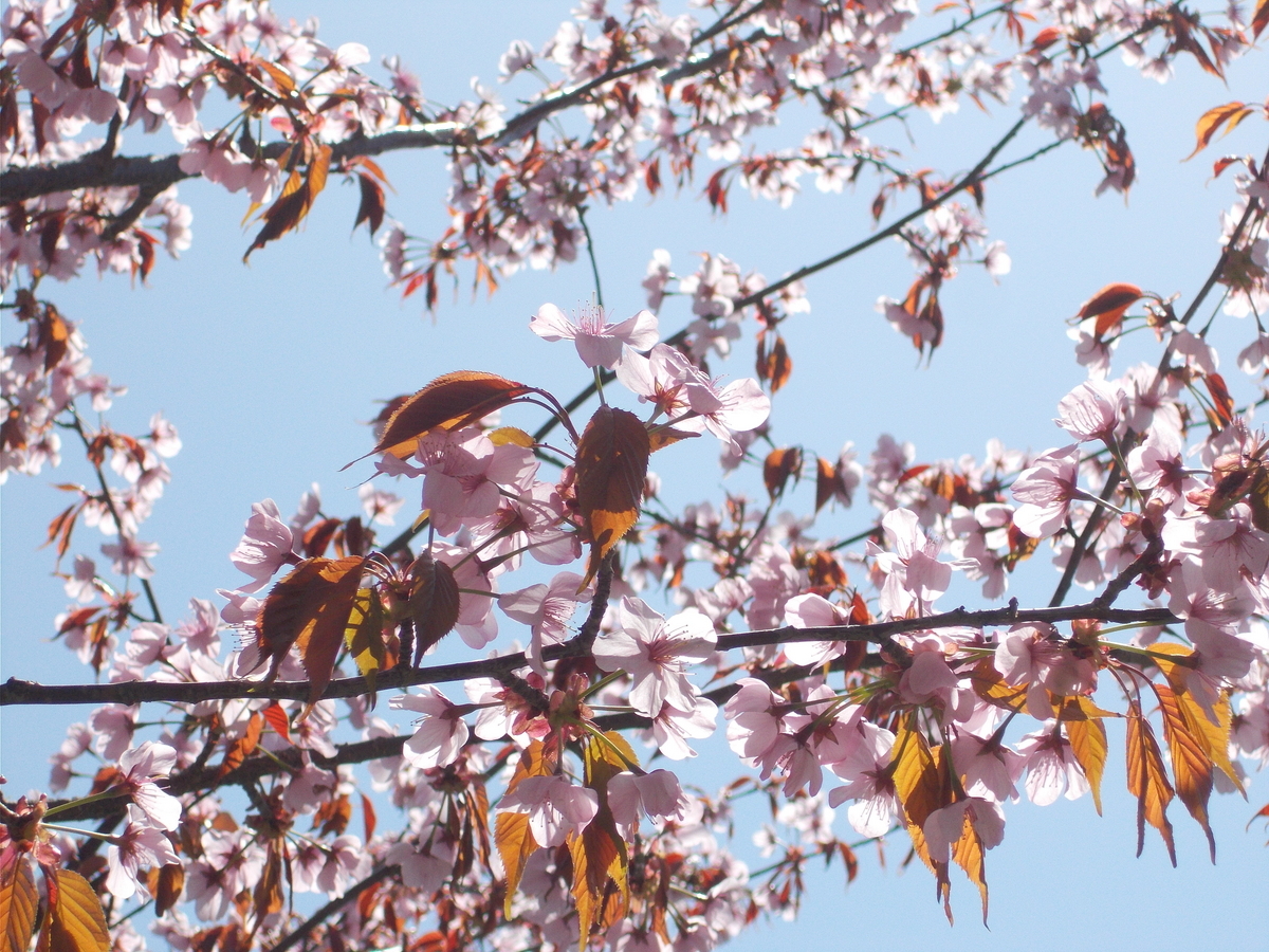 月寒公園こども広場