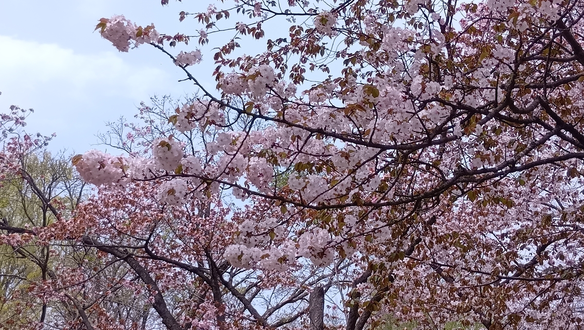北海道神宮