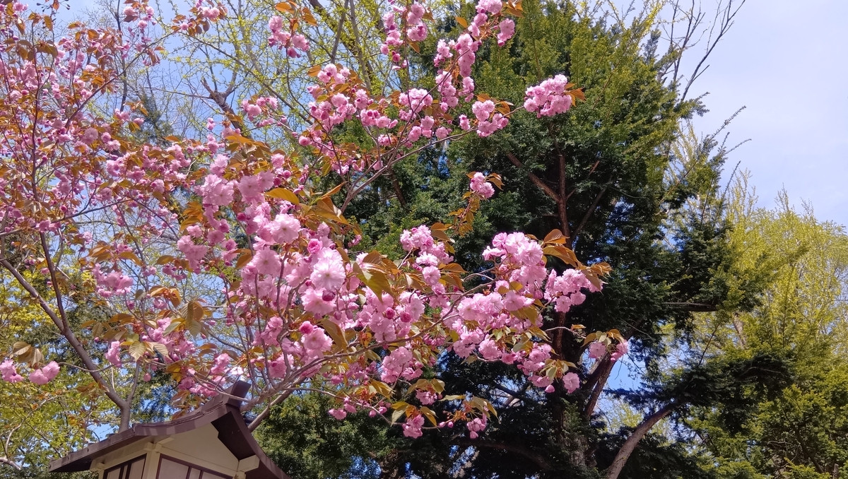 新琴似神社