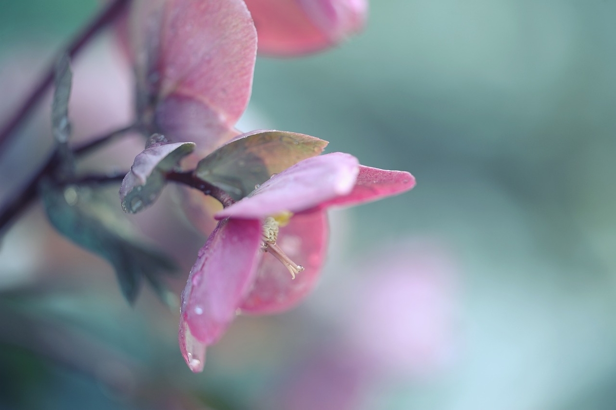 f:id:cafe_spoon:20200123144125j:plain f:id:cafe_spoon:20200123144125j:plain