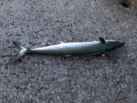 f:id:cafebabe:20180923052938j:image:w320