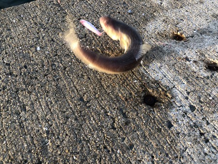 f:id:cafebabe:20180923061450j:image:w320