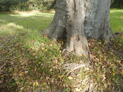 f:id:cafedepochenotebook:20111127115405j:image:w360
