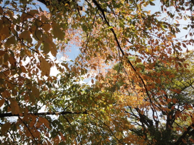 f:id:cafedepochenotebook:20111127115406j:image:w360