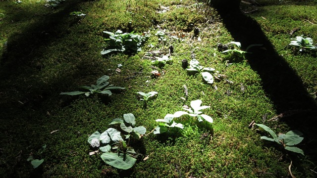 f:id:cafeee:20160907201138j:plain f:id:cafeee:20160907201138j:plain