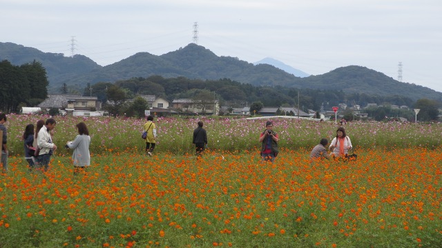 f:id:cafeee:20161014232344j:plain