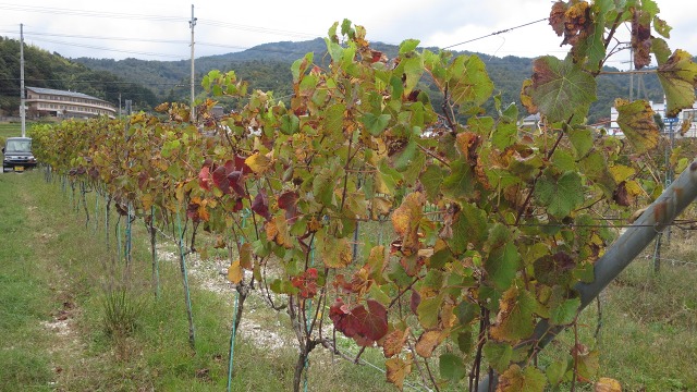 f:id:cafeee:20161101231520j:plain f:id:cafeee:20161101231520j:plain