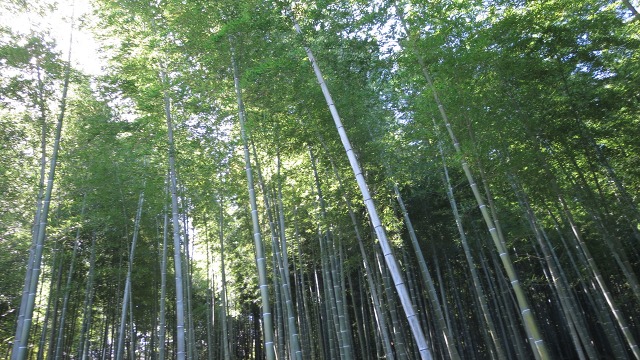 f:id:cafeee:20161106191313j:plain f:id:cafeee:20161106191313j:plain