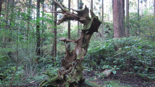 f:id:cafeee:20161108221253j:plain f:id:cafeee:20161108221253j:plain