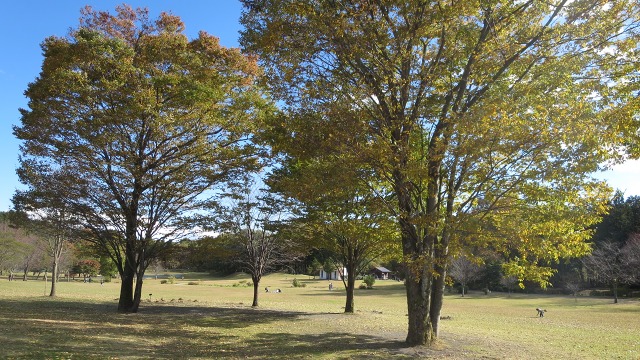 f:id:cafeee:20161109211027j:plain