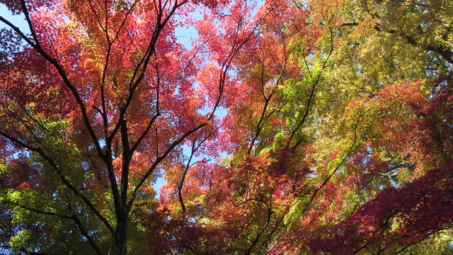 f:id:cafeee:20161110221744j:plain