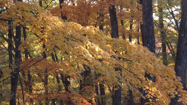 f:id:cafeee:20161113213050j:plain f:id:cafeee:20161113213050j:plain