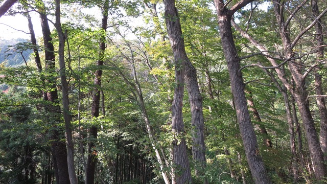 f:id:cafeee:20161115230134j:plain