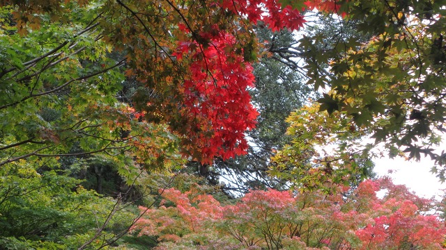 f:id:cafeee:20161118175842j:plain