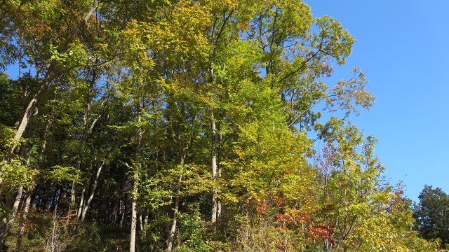 f:id:cafeee:20161118220006j:plain