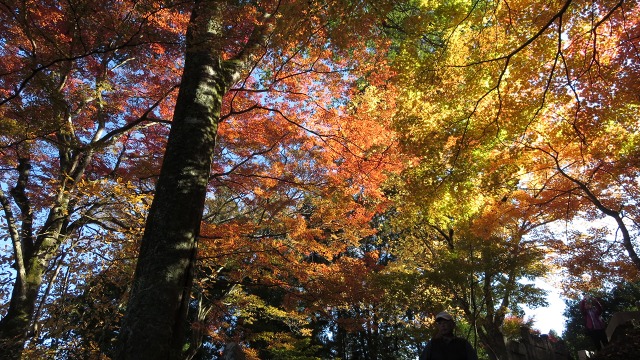 f:id:cafeee:20161119220130j:plain