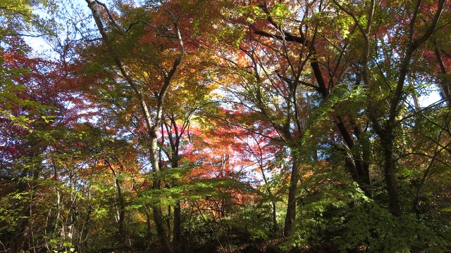 f:id:cafeee:20161120190853j:plain