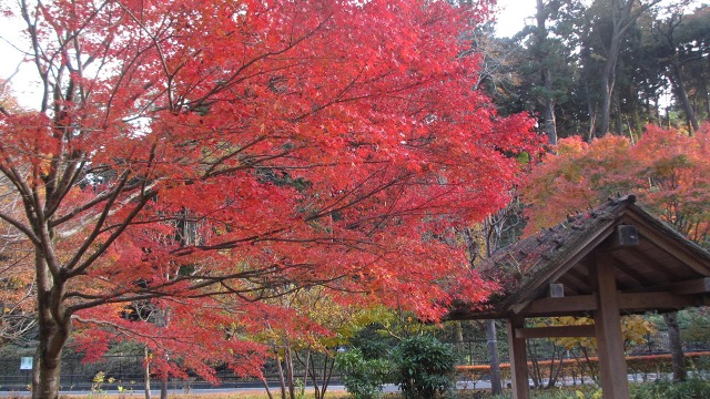 f:id:cafeee:20161121225904j:plain f:id:cafeee:20161121225904j:plain