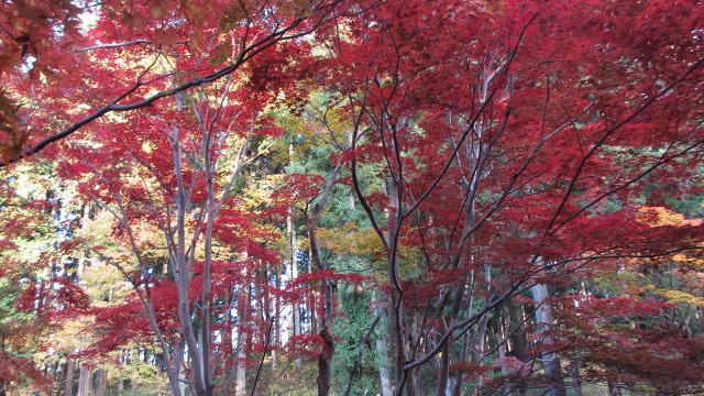 f:id:cafeee:20161121230200j:plain f:id:cafeee:20161121230200j:plain