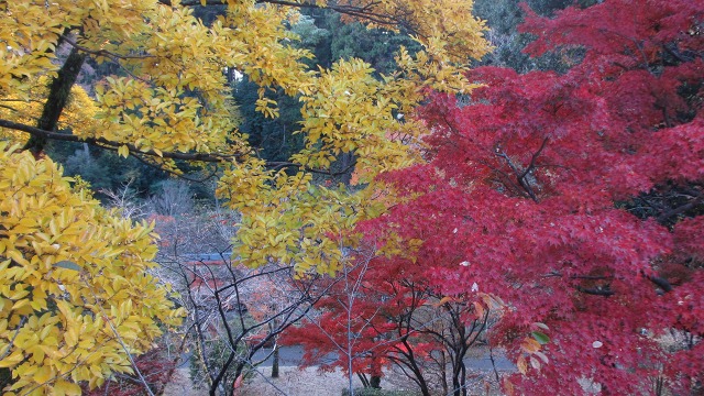 f:id:cafeee:20161121230219j:plain f:id:cafeee:20161121230219j:plain