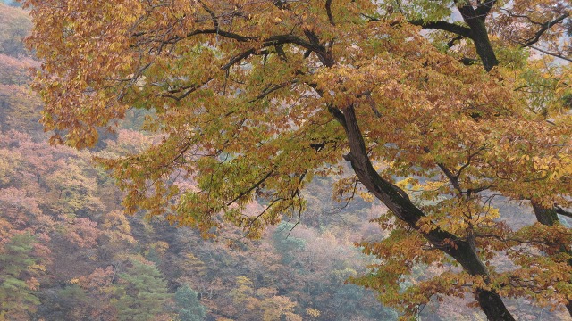 f:id:cafeee:20161124222946j:plain