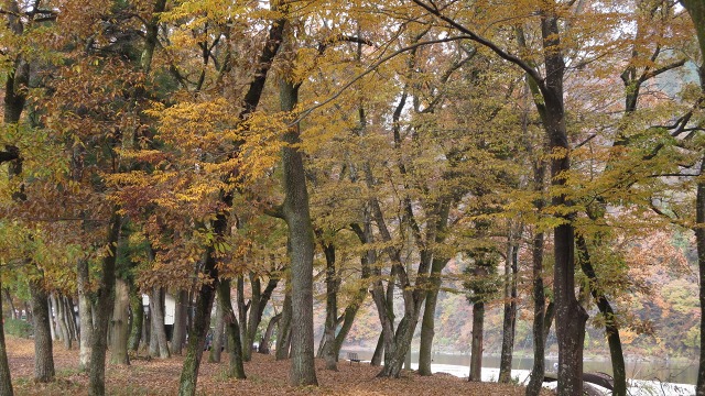 f:id:cafeee:20161124223045j:plain