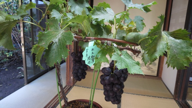 f:id:cafeee:20161205221200j:plain f:id:cafeee:20161205221200j:plain