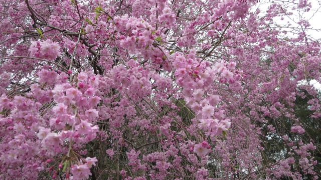 f:id:cafeee:20170414225200j:plain