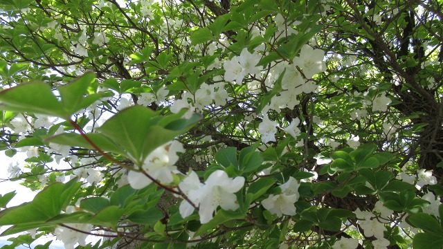 f:id:cafeee:20170509214105j:plain