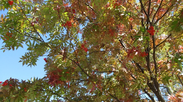 f:id:cafeee:20171014103105j:plain f:id:cafeee:20171014103105j:plain