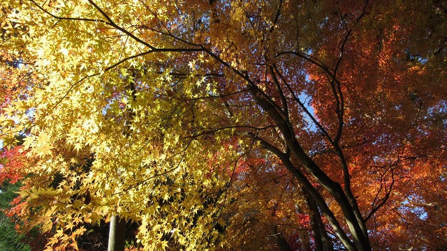 f:id:cafeee:20171209221832j:plain