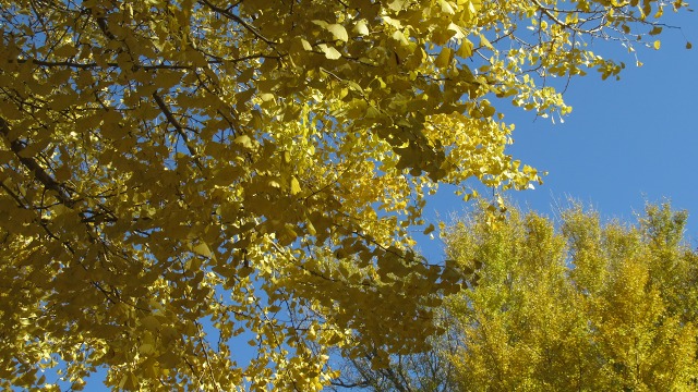 f:id:cafeee:20171213212927j:plain