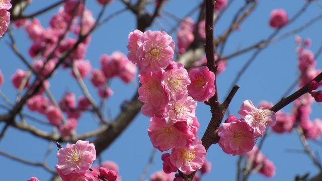 f:id:cafeee:20180404205837j:plain