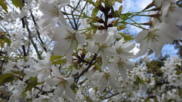 f:id:cafeee:20180412215815j:plain